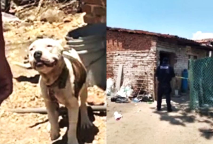 Perro Pitbull en Tuxpan, Jalisco