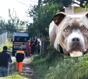 Escena del ataque de perros pitbull a bebé