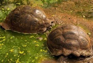 ¿Cómo afectará el Eclipse Solar a los animales y plantas?