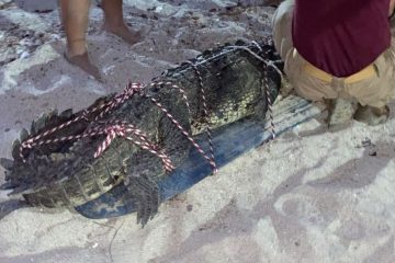 Captura a cocodrilo de casi 3 metros en playa de Bucerías