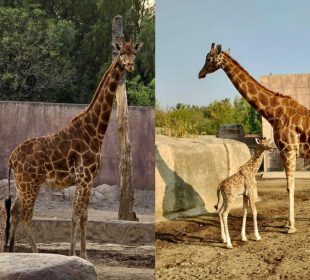 ¡Ya nació! Zoológico de San Juan de Aragón da la bienvenida a jirafa bebé