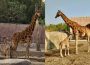 ¡Ya nació! Zoológico de San Juan de Aragón da la bienvenida a jirafa bebé