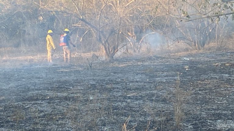 Bomberos revisando zona de incendio forestal