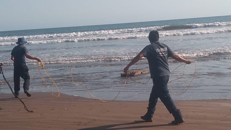 Cocodrilo fue reubicado de la playa de Matanchen en San Blas