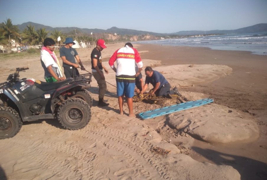 Cocodrilo fue reubicado de la playa de Matanchen en San Blas