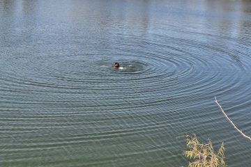 Ebrio sujeto moviliza a autoridades en Río Mascota