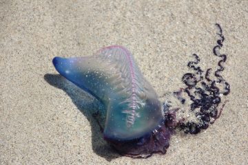 Fragata portuguesa provoca bandera morada en Los Ayala