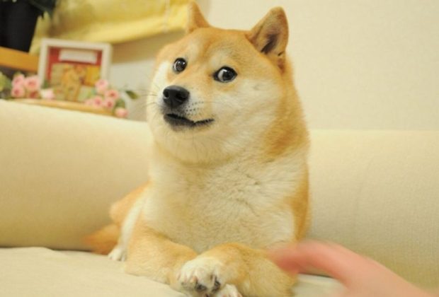 Muere Kabosu, la famosa perrita japonesa de los memes y cara de una criptomoneda