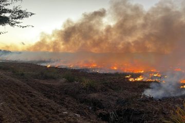 Incendio forestal