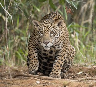 Los jaguares habitan en la sierra de Puerto Vallarta