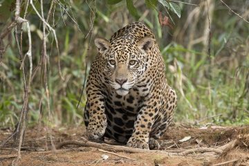 Los jaguares habitan en la sierra de Puerto Vallarta