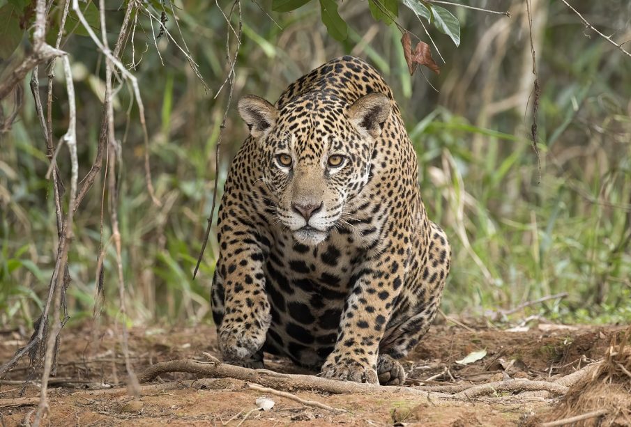 Los jaguares habitan en la sierra de Puerto Vallarta