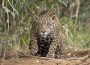 Los jaguares habitan en la sierra de Puerto Vallarta