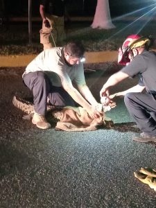 Atropellan y matan a cocodrilo en Nuevo Vallarta