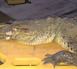 Atropellan y matan a cocodrilo en Nuevo Vallarta