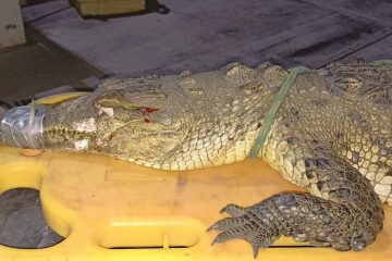 Atropellan y matan a cocodrilo en Nuevo Vallarta