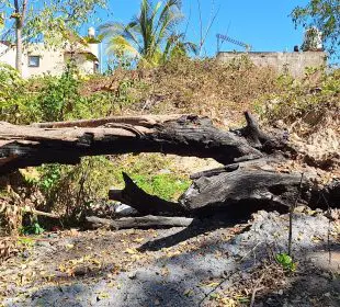 Siguen árboles caídos desde huracán “Lidia” dentro del arroyo Agua Zarca