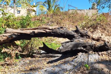 Siguen árboles caídos desde huracán “Lidia” dentro del arroyo Agua Zarca