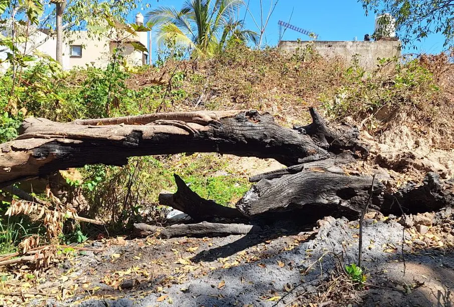 Siguen árboles caídos desde huracán “Lidia” dentro del arroyo Agua Zarca
