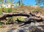 Siguen árboles caídos desde huracán “Lidia” dentro del arroyo Agua Zarca