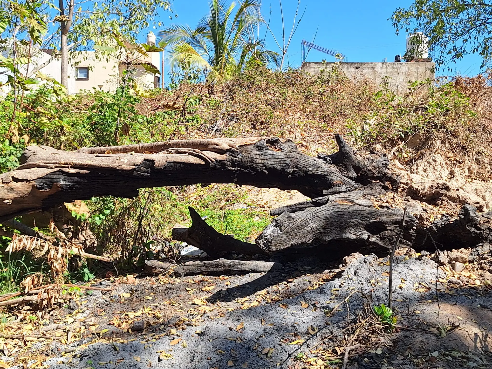 Siguen árboles caídos desde huracán “Lidia” dentro del arroyo Agua Zarca