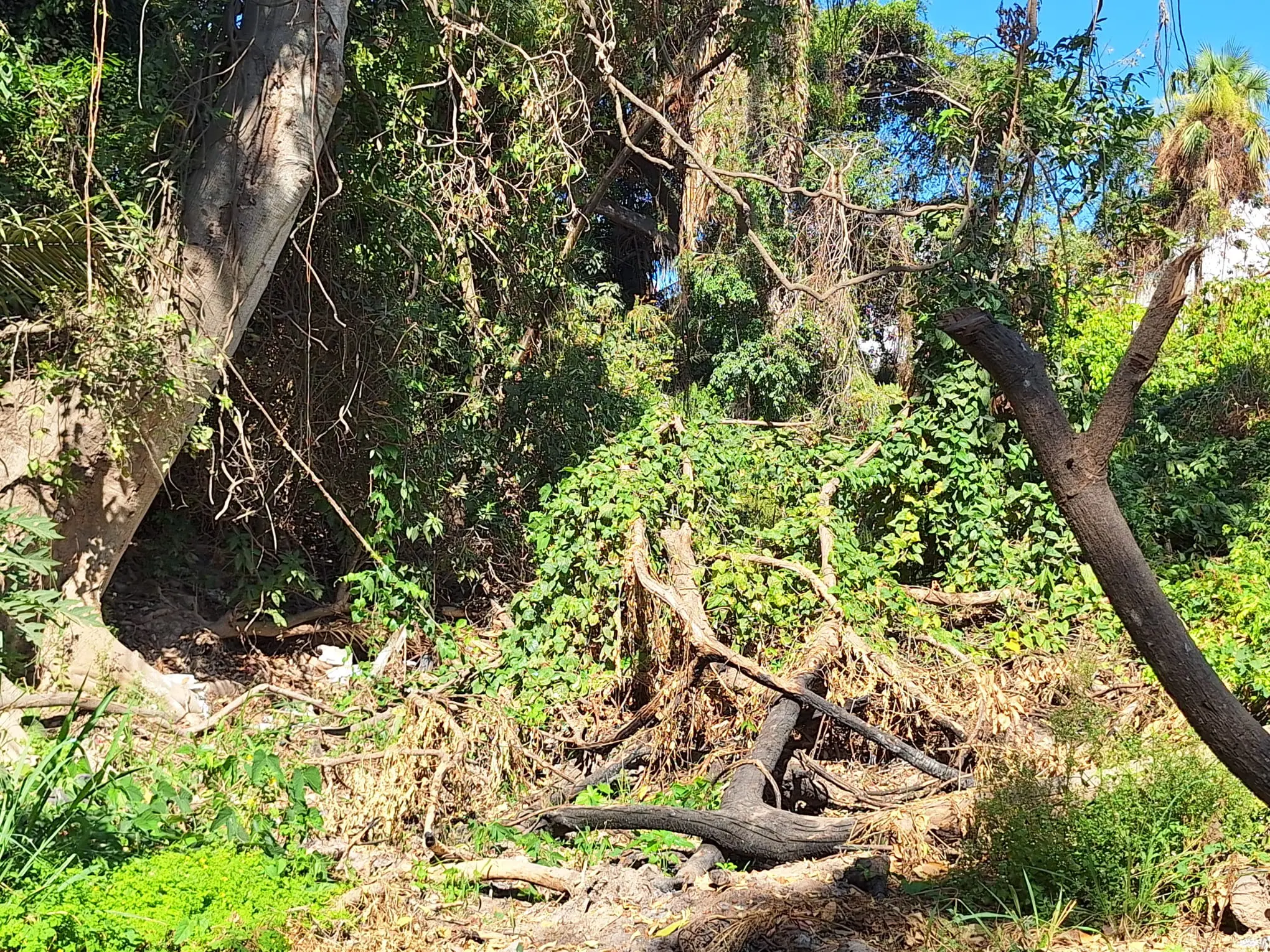 Siguen árboles caídos desde huracán “Lidia” dentro del arroyo Agua Zarca