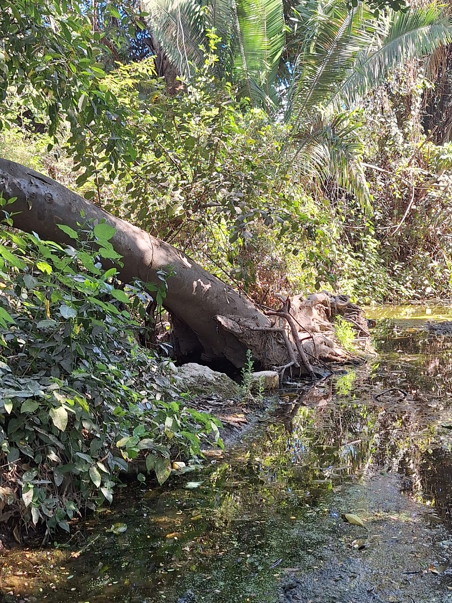 Siguen árboles caídos desde huracán “Lidia” dentro del arroyo Agua Zarca