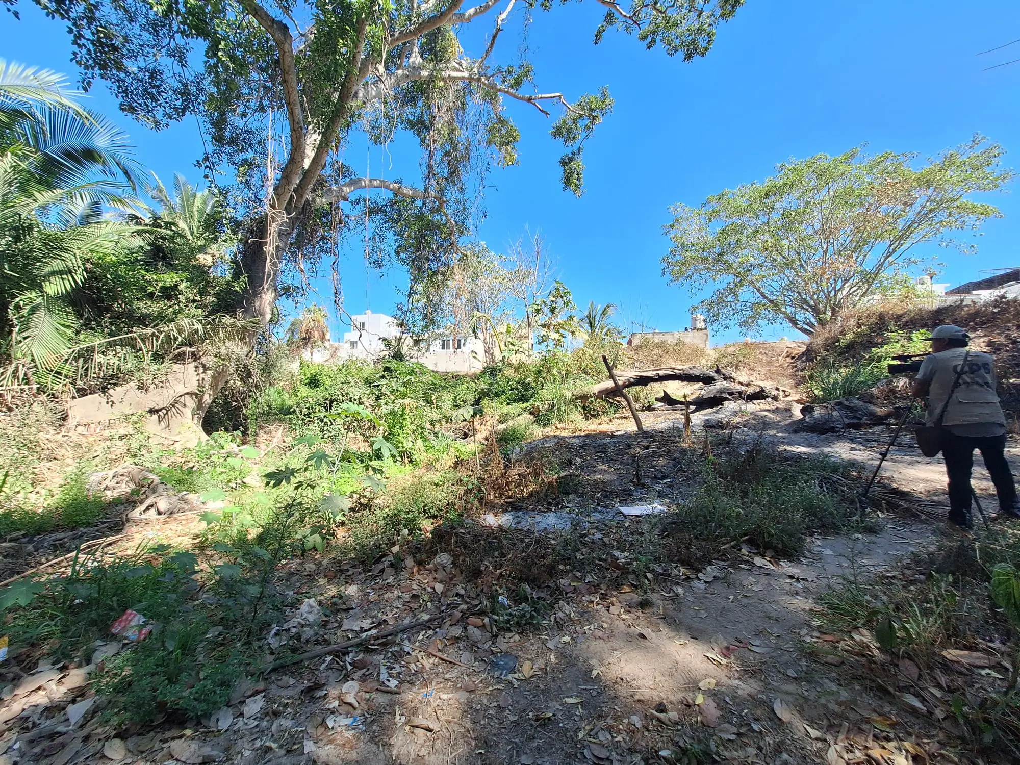 Siguen árboles caídos desde huracán “Lidia” dentro del arroyo Agua Zarca