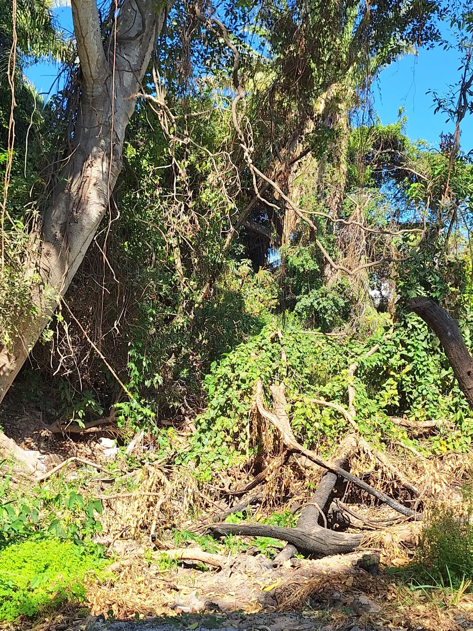 Siguen árboles caídos desde huracán “Lidia” dentro del arroyo Agua Zarca