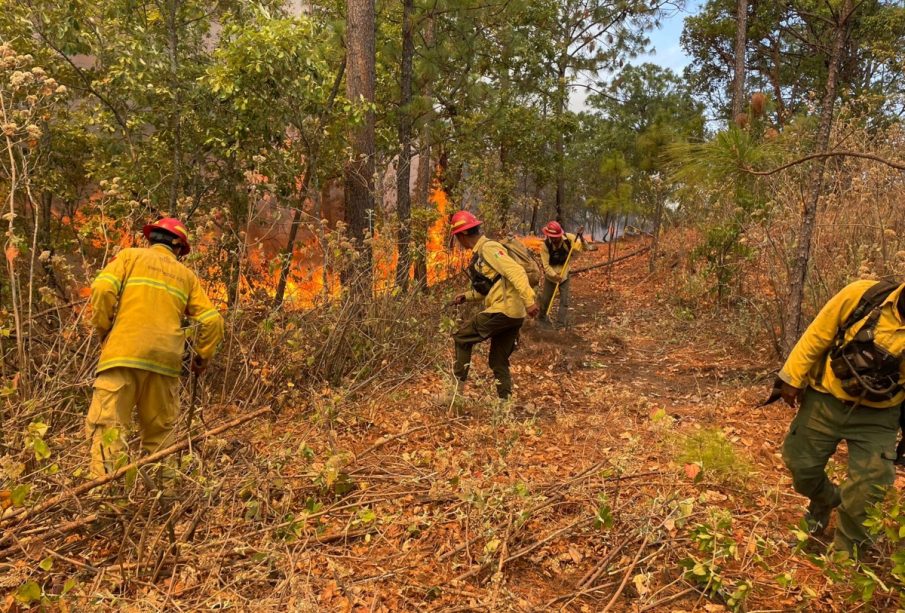 Incendio forestal