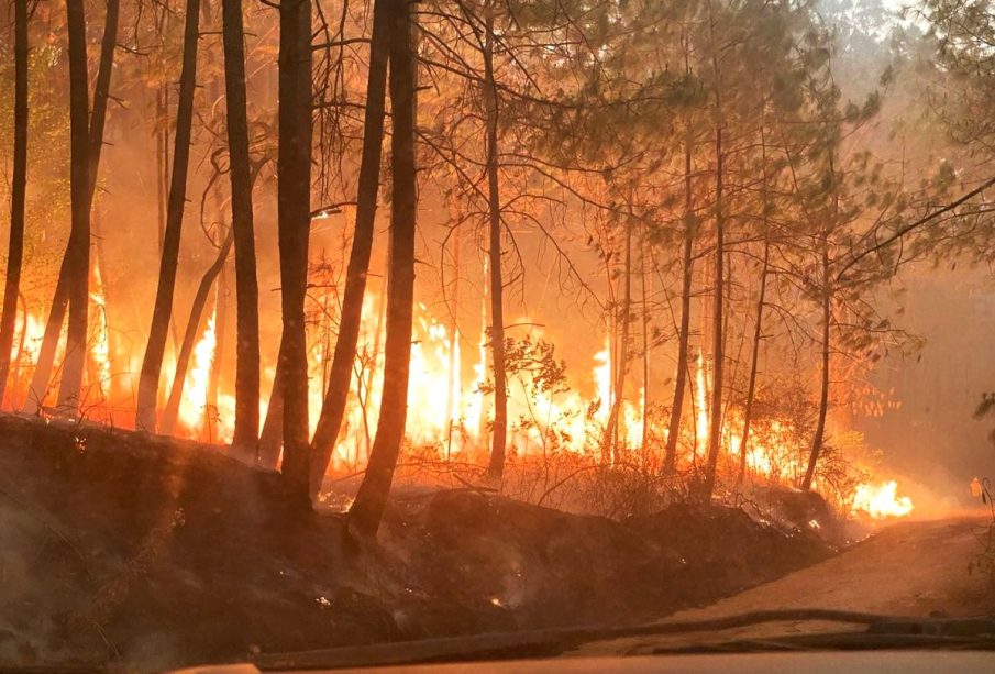 Incendio forestal