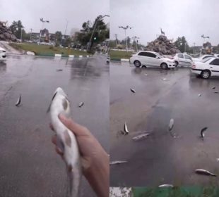 Peces caen en lluvia en Irán