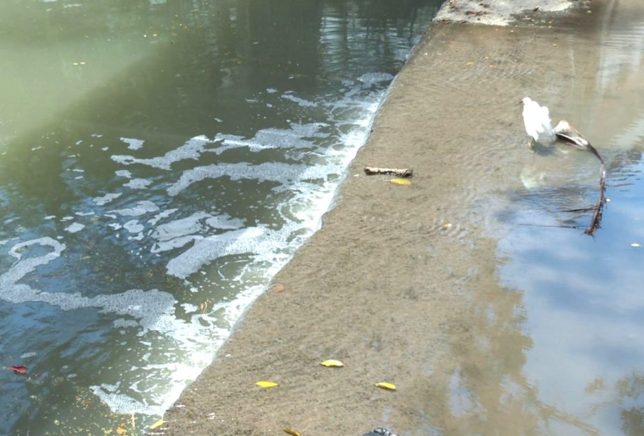 Contaminación en el Río Cuale