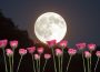 Luna de Flores 2024: ¿Qué es, cuándo y dónde ver este fenómeno astronómico en México?