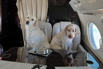 ¡Guau! Air Ladrido, la aerolínea de lujo para perros (VIDEO)