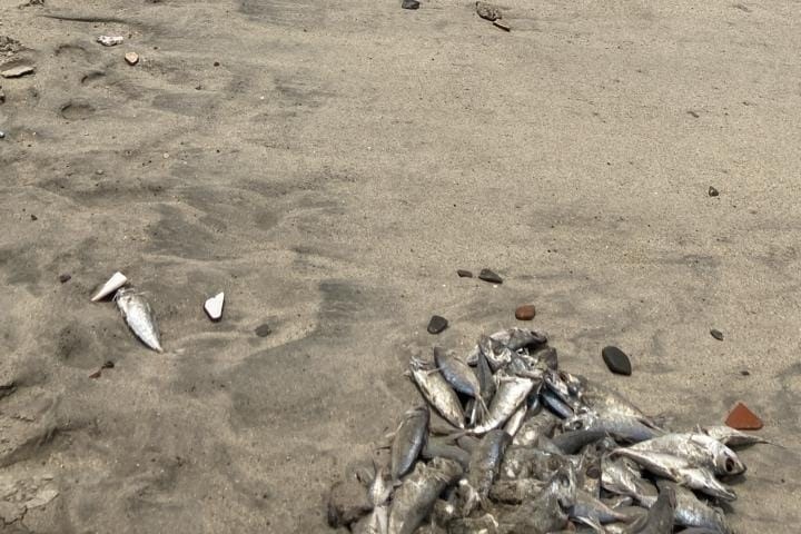 Aparecen peces muertos en playas de Bahía de Banderas