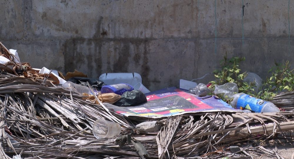 Basura y hojas de árbol