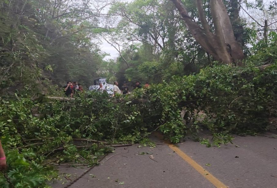 Caída de árbol obliga al cierre de la carretera federal 200