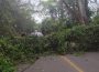 Caída de árbol obliga al cierre de la carretera federal 200