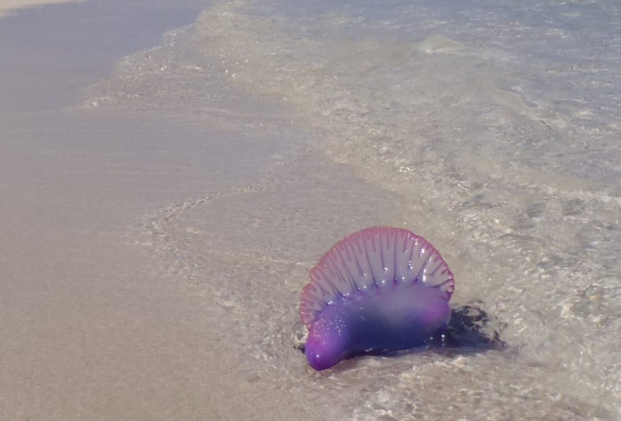 Fragata portuguesa obliga bandera morada: Rincón de Guayabitos