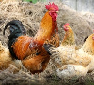 Gripe aviar H5N2 lo que se sabe de esta a enfermedad