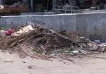 Hojas de árbol acumuladas