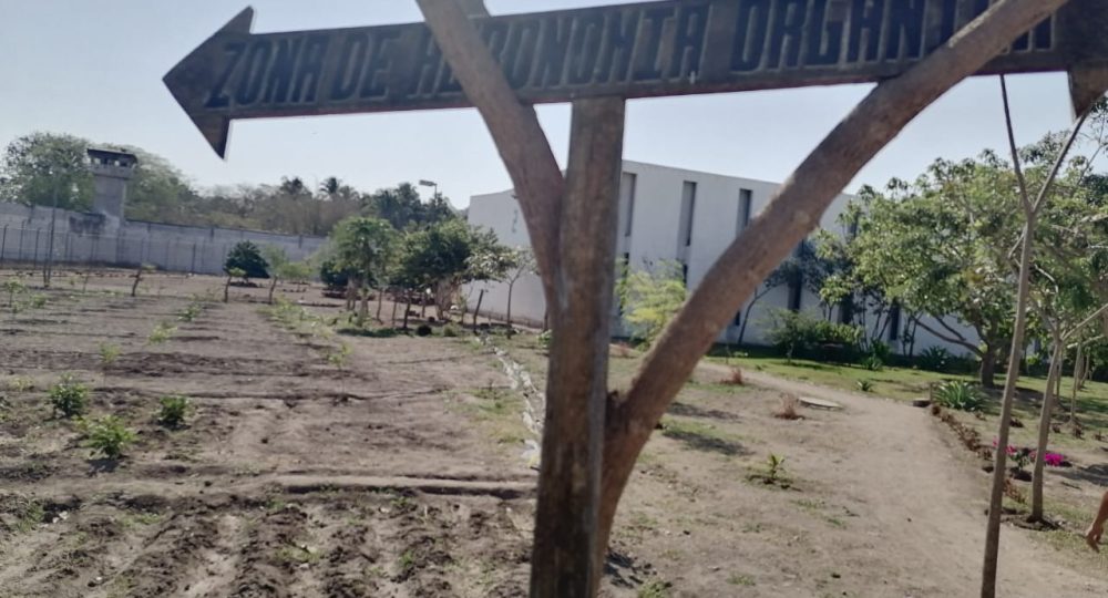 Internos del Reclusorio de Vallarta trabajan en granja avícola