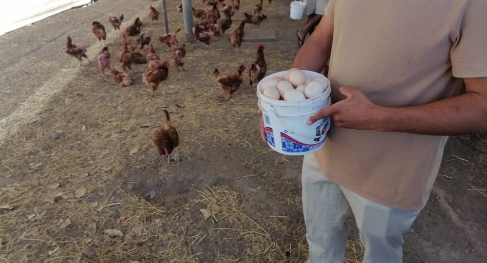 Internos del Reclusorio de Vallarta trabajan en granja avícola