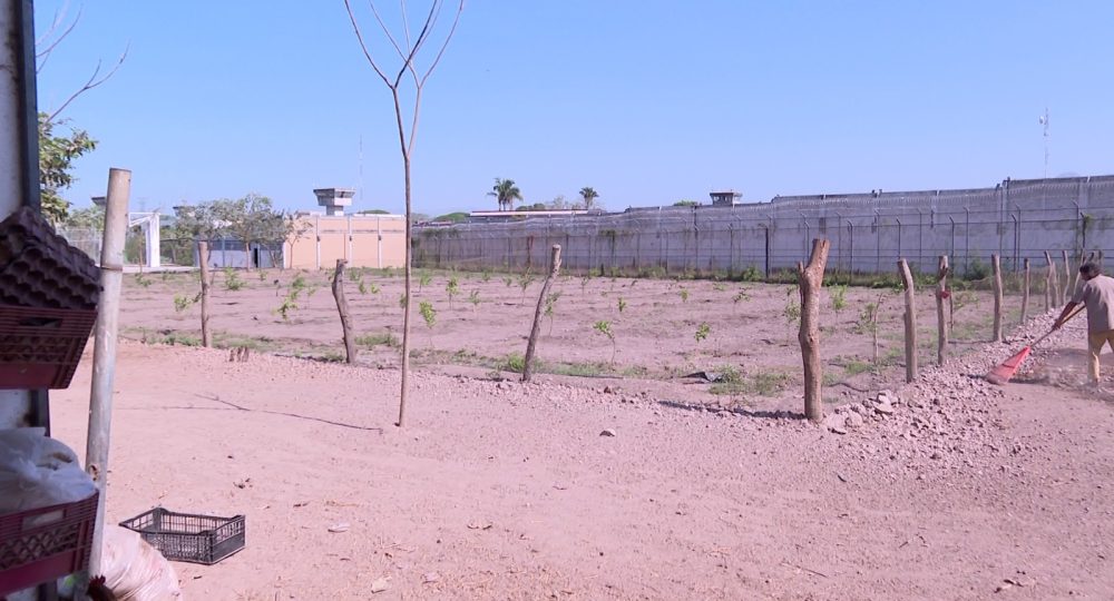 Internos del Reclusorio de Vallarta trabajan en granja avícola