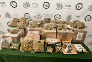 Aseguran drogas en empresa de paquetería en El Salto
