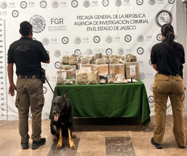 Aseguran drogas en empresa de paquetería en El Salto