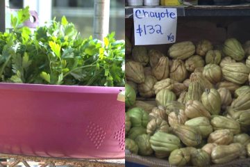 Cilantro y chayote con sus precios