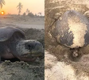 Tortugas están desovando en playas