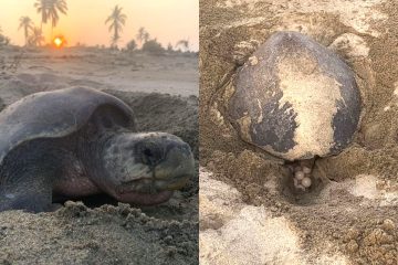 Tortugas están desovando en playas